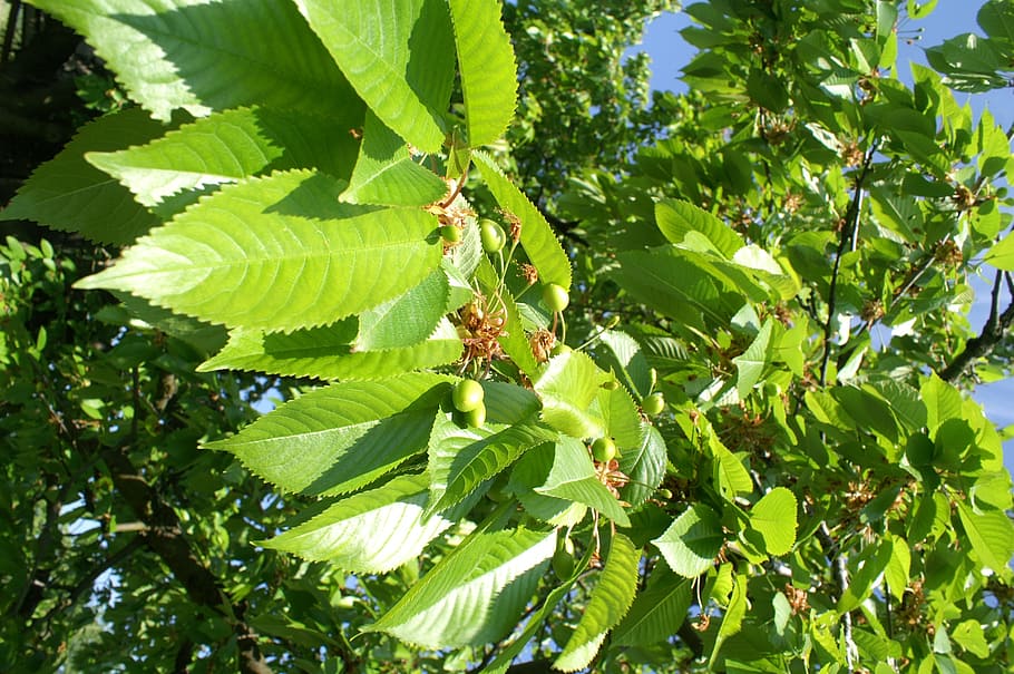 spring, tree, nature, leaves, green, growth, leaf, green color HD wallpaper