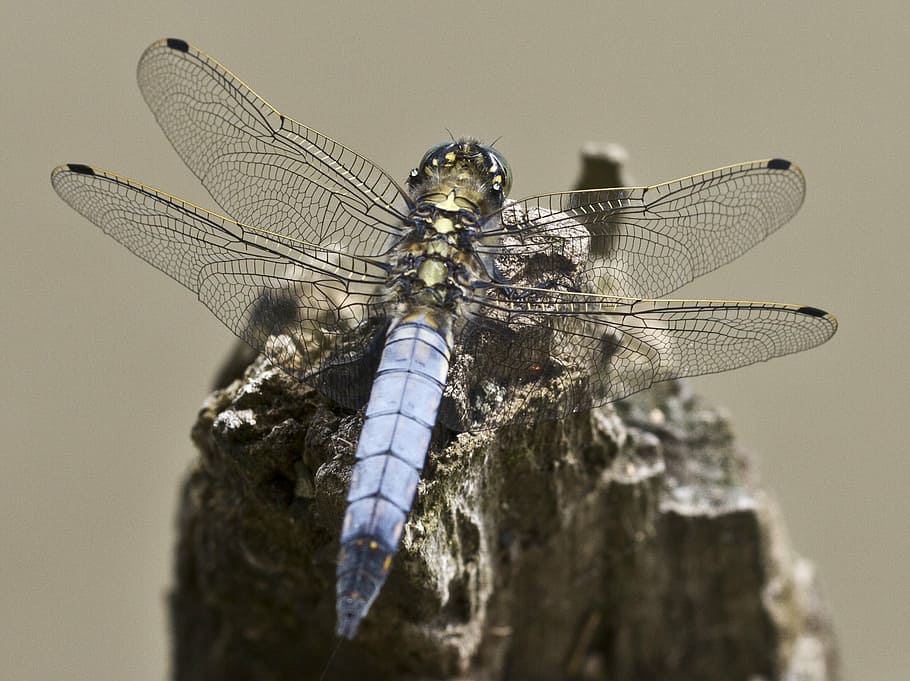 dragonfly, insect, close, wing, filigree, dragon-fly, animal wing HD wallpaper