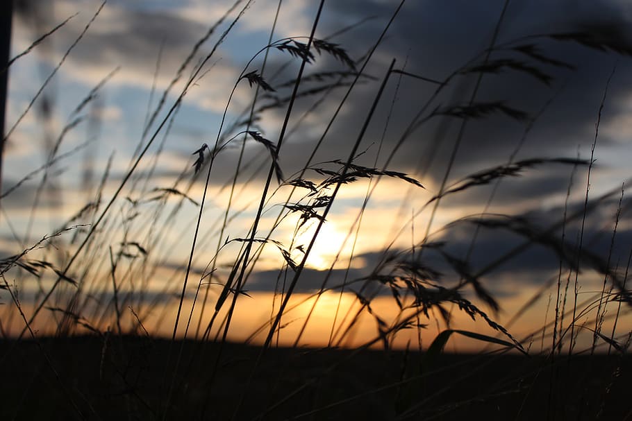 grass field during golden hour, sun, nature, sky, grasses, sunset HD wallpaper