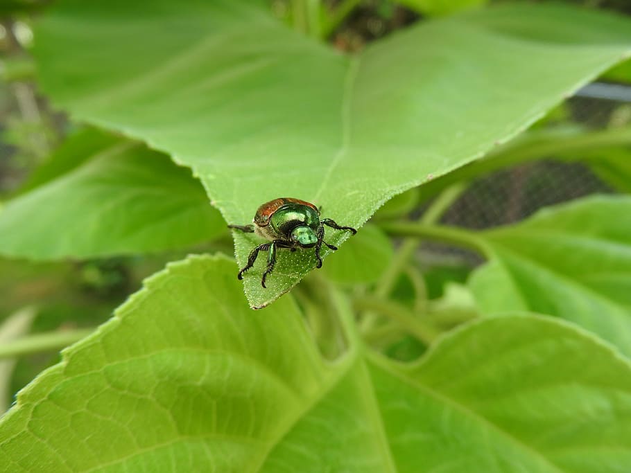 sunflower, leaf, beetle, nature, plant, summer, green, insect HD wallpaper