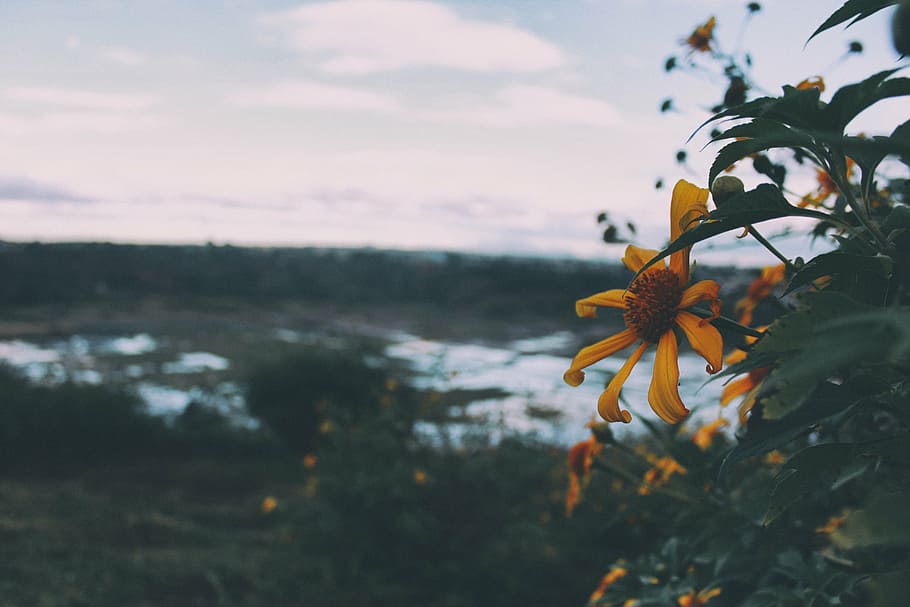 tilt shift photography of yellow flower, selective, focus, cornflower HD wallpaper