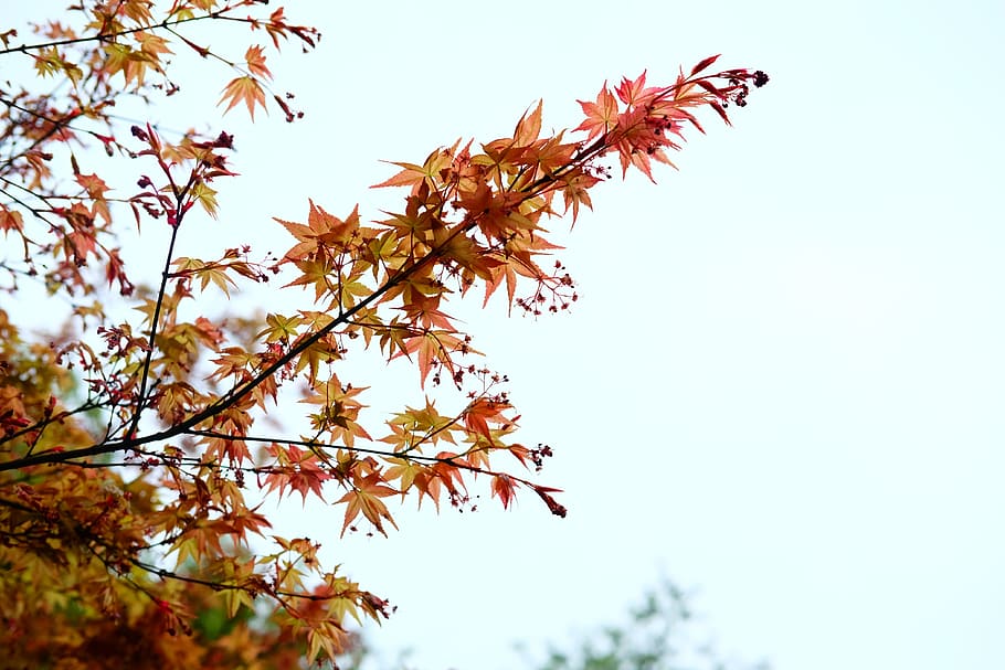 acer palmatum, maple, red leaves, plant, autumn, sky, tree, HD wallpaper