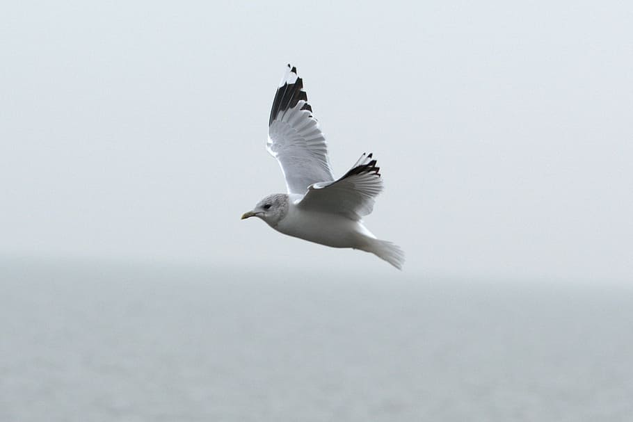 herring gull, seagull, larus, bird, laridae, north sea, seevogel HD wallpaper