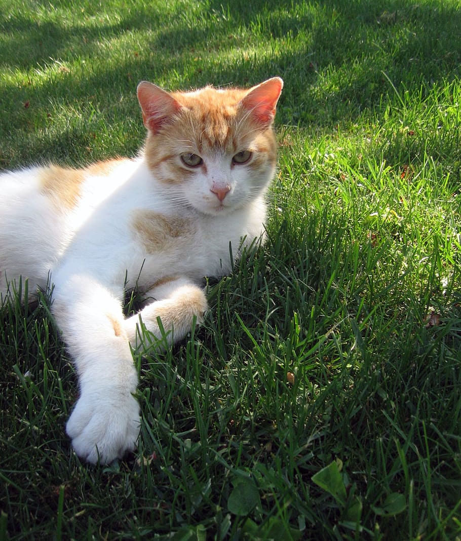 cat, tomcat, lie, grass, rozkošné, peace, breather, domestic HD wallpaper