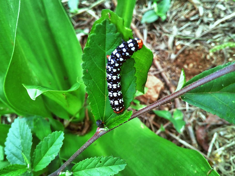 caterpillar, nature, leaf, wildlife, green, summer, creature HD wallpaper