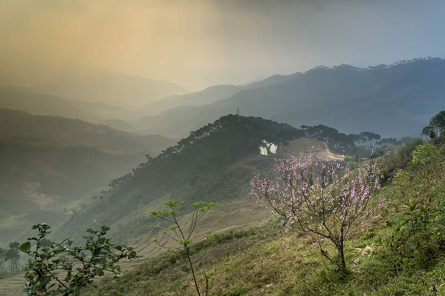 landscape photo of mountain, spring, cherry flowers, vietnam HD wallpaper