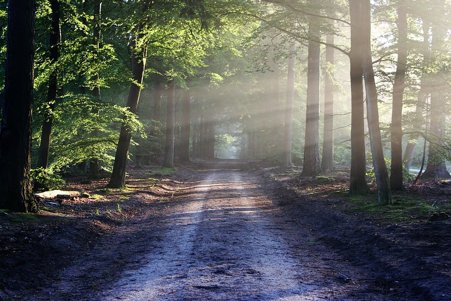 road surrounded with trees, sun, rays, path, forest, nature HD wallpaper
