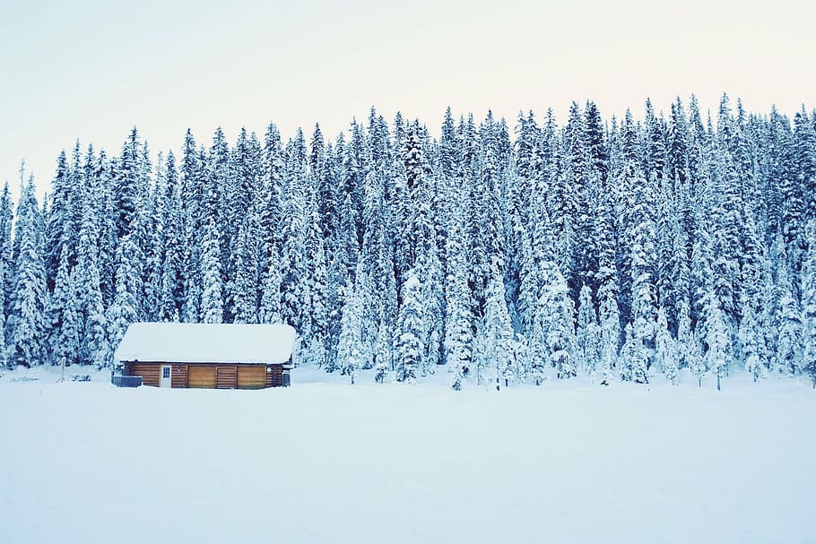 cold, cottage, pines, snow, trees, white, winter, nature, frost HD wallpaper