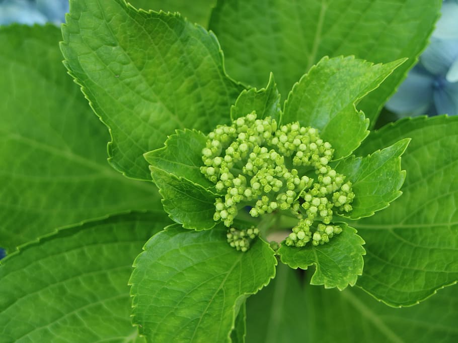 hydrangea, jeju, bud, leaf, plant part, green color, growth HD wallpaper