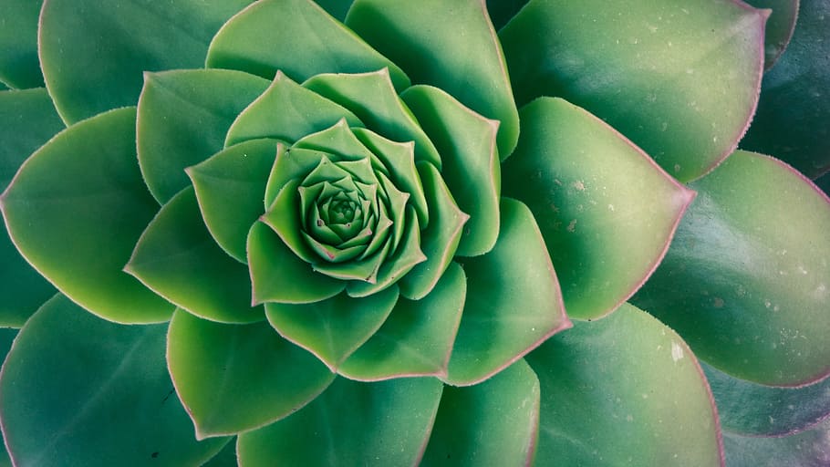 photo of green succulent plant, plants, nature, growing, growth