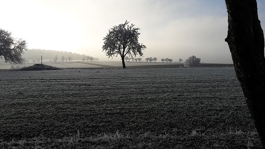 frost, snow, landscape, tree, fog, plant, sky, tranquility HD wallpaper