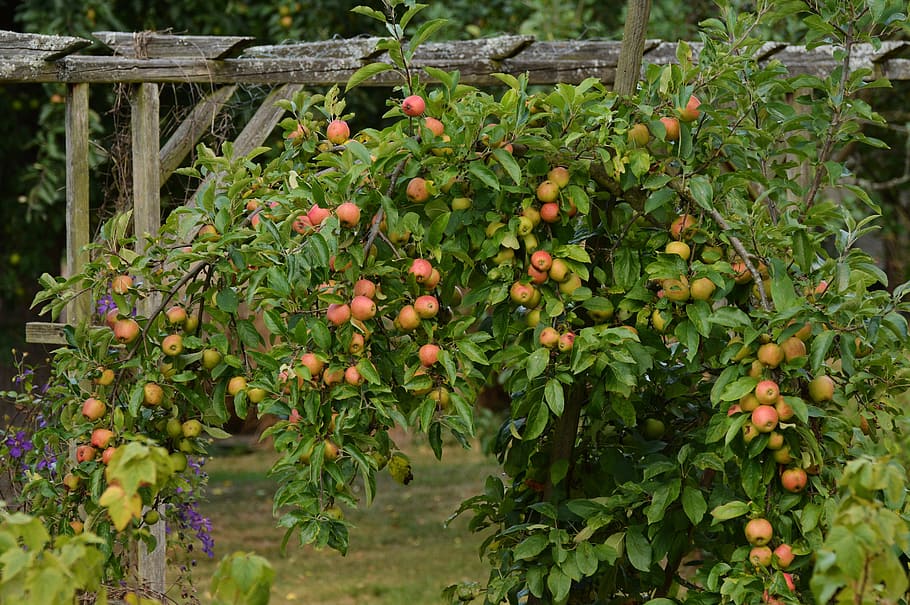 Apple Tree, Ripe, Garden, Fruit, harvest, fruit tree, fruits