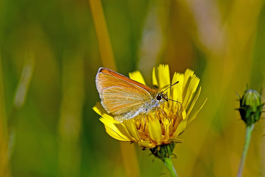 braunkolbiger, skipper butterflies, insect, nature, butterfly - Insect HD wallpaper