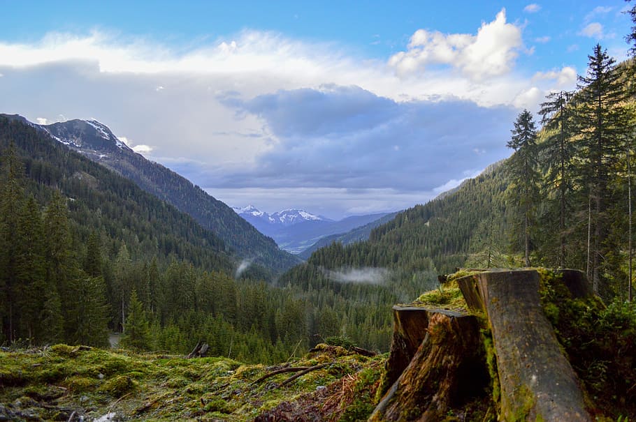 Log, Tree, Forest, Clouds, Sky, Austria, green, blue, landscape HD wallpaper