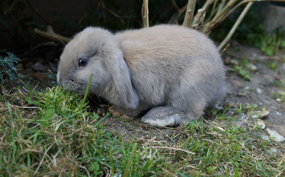 grass, fur, rabbit, schlappohr rabbit, animal, pet, meadow HD wallpaper