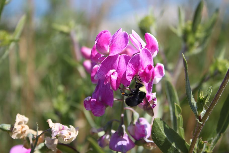 flower, bee, pink, insect, pollinate, plant, floral, close HD wallpaper