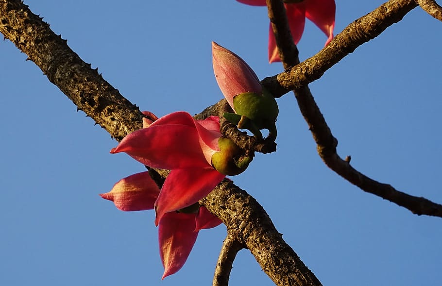 Flower, Bud, Bombax Ceiba, shimul, cotton tree, red silk-cotton, HD wallpaper