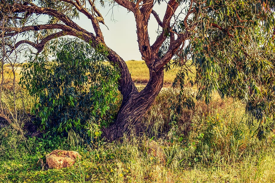 tree, trunk, branch, nature, green, spring, cavo greko, cyprus HD wallpaper