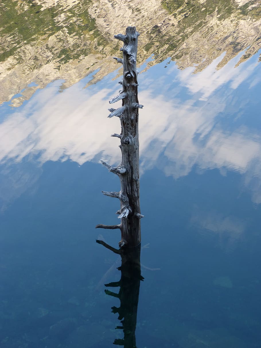 trunk, stump, dead tree, water, pond, reflection, tree trunk HD wallpaper