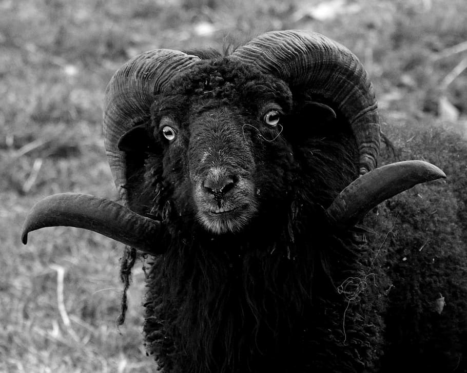 grayscale photo of male sheep, Heidschnucke, Head, Bock, face HD wallpaper