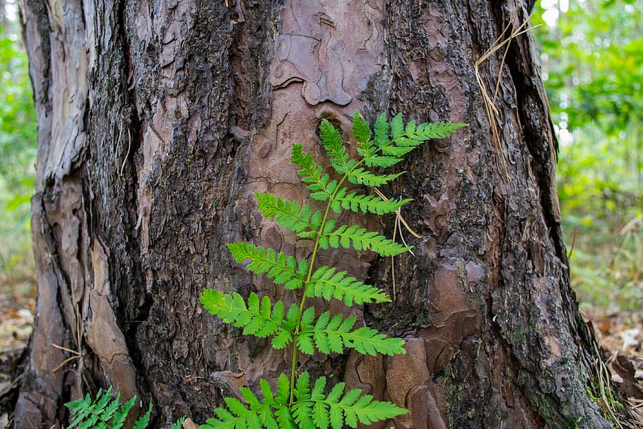 tribe, bark, leaf, green, brown, tree trunk, growth, nature HD wallpaper