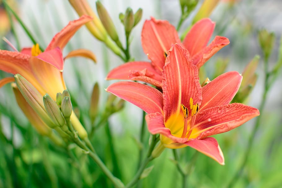 Blossom, Bloom, Red, Orange, Orange, Flower, plant, garden HD wallpaper