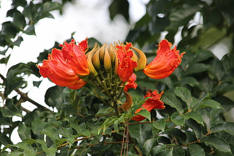 tulip tree, spatodeja nut produced, spathodea campanulata, scarlet flowers HD wallpaper