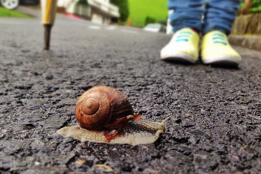 Snail, Animal, Shell, slowly, one animal, animal themes, outdoors HD wallpaper