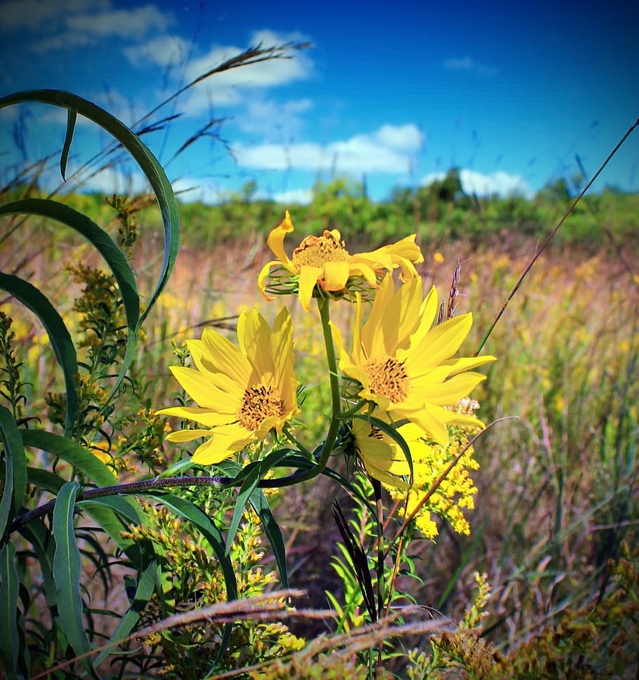 blur, close-up, clouds, color, field, flora, flowers, focus HD wallpaper