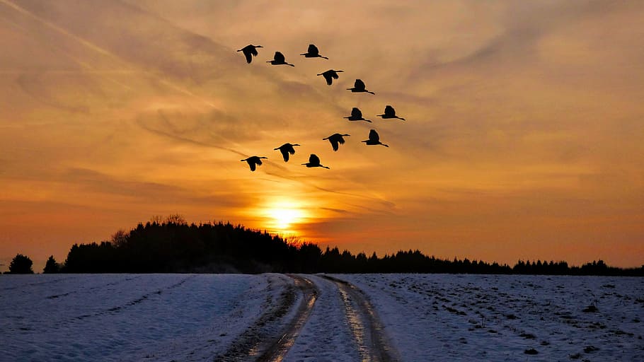 flock of birds in sunset, winter, snow, cold, winter mood, wintry HD wallpaper