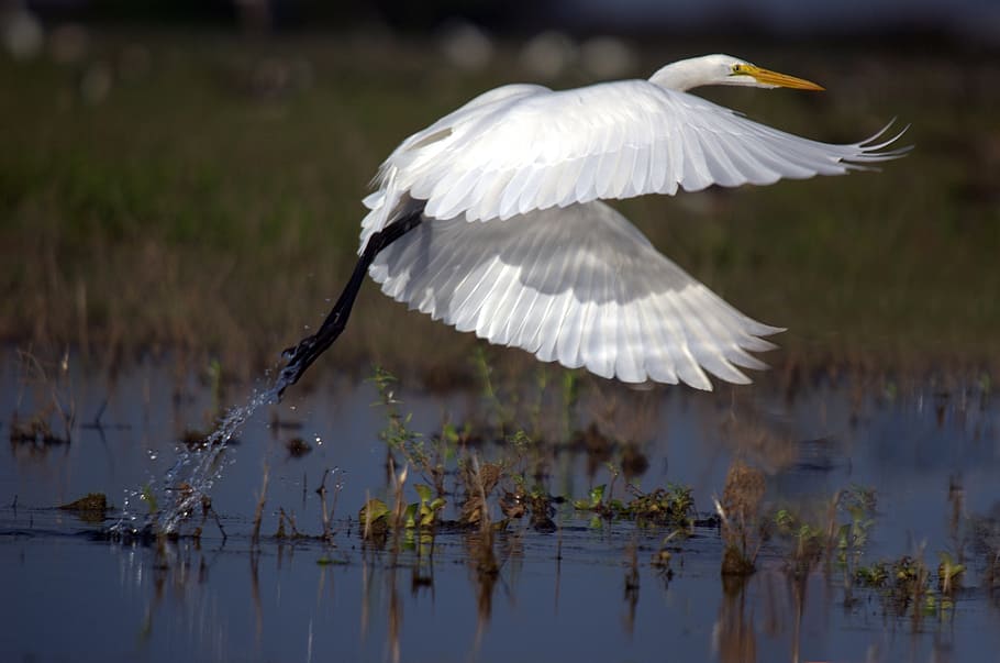 white crane hovering body of water, great egret, flight, ardea alba