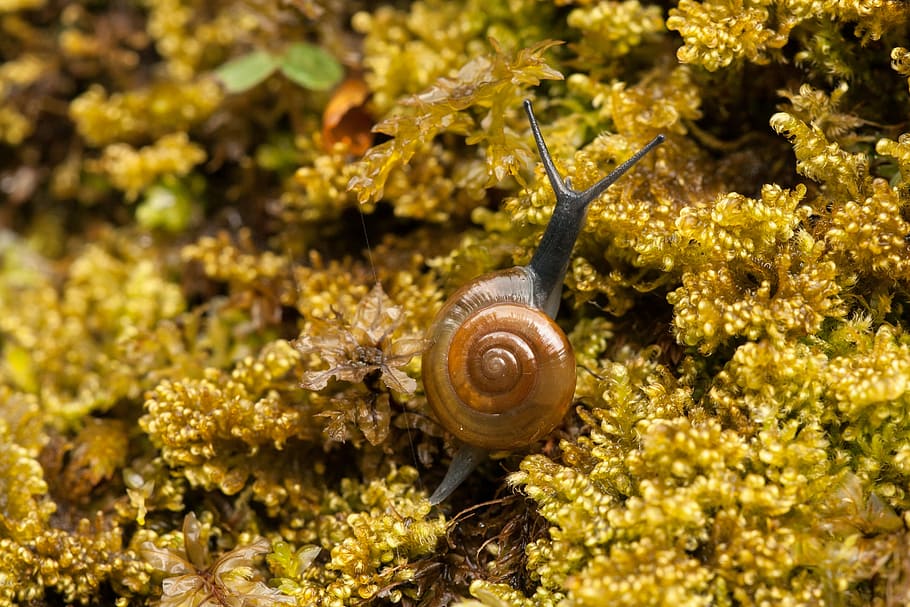 Snail, Moss, Shell, one animal, animal themes, animals in the wild HD wallpaper