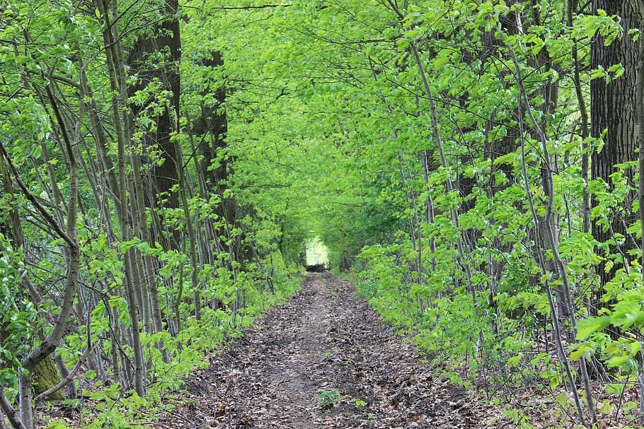 green, spring, plant, tree, forest, green color, land, direction HD wallpaper
