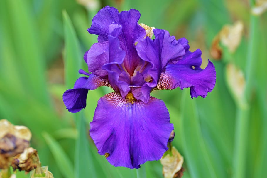 selective focus photography of purple iris flower at daytime HD wallpaper