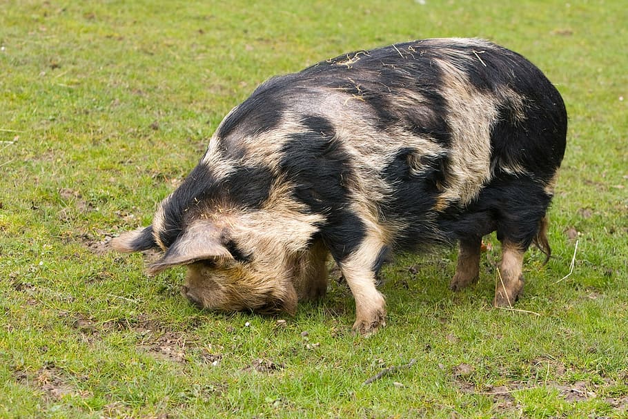 pig, large, eating, grass, animal, farm, big, outdoors, photo HD wallpaper