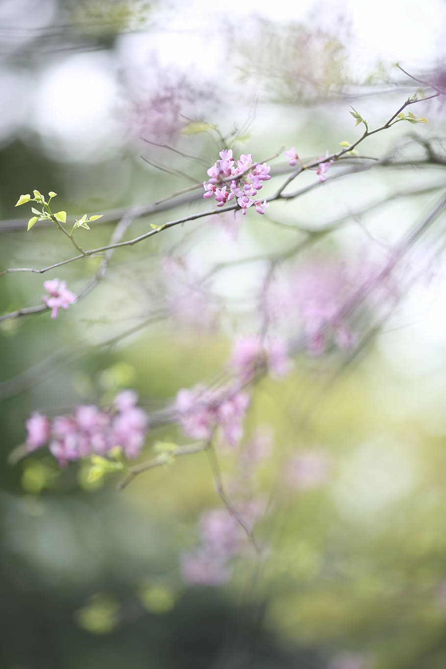 Cherry blossom tree, pink, nature, branch, bloom, petal, floral