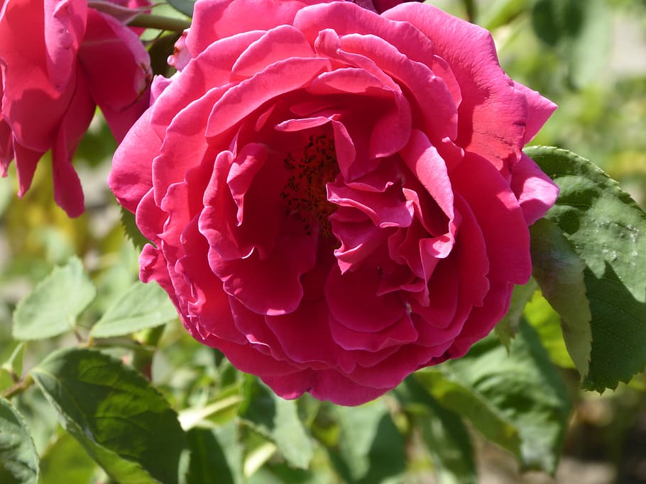 roses, flower, summer, flowering plant, beauty in nature, petal HD wallpaper