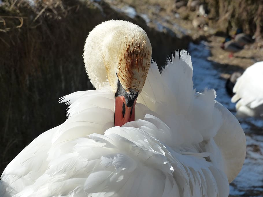 mute swan, clean, bird, river, lake, waters, swim, animal, cygnus olor, HD wallpaper