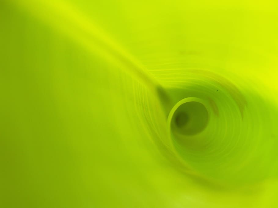 close-up photo of green leaf, background, lines, foliage, photosynthesis HD wallpaper
