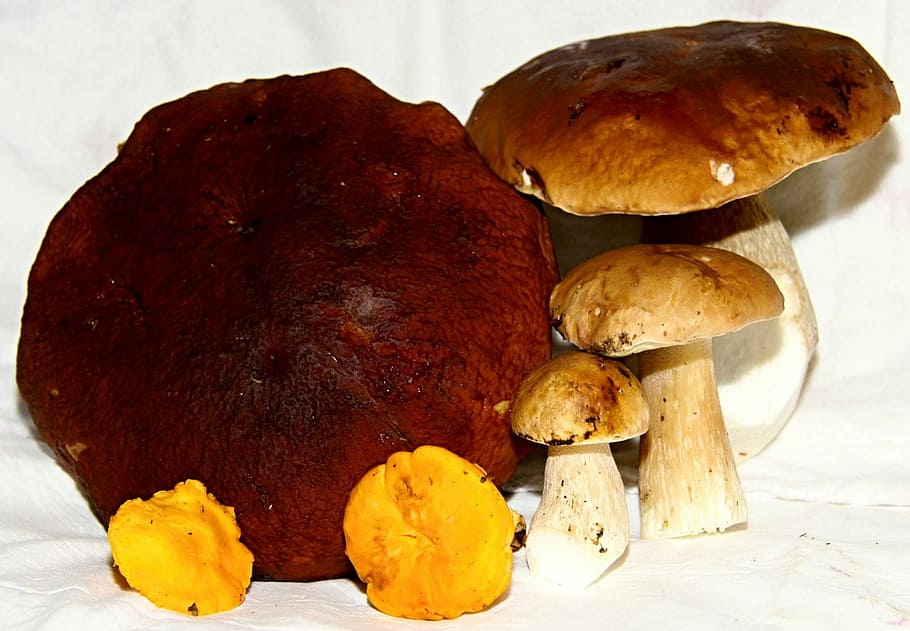 mushrooms, fungus, toadstool, edible, fungi, food, organic, HD wallpaper