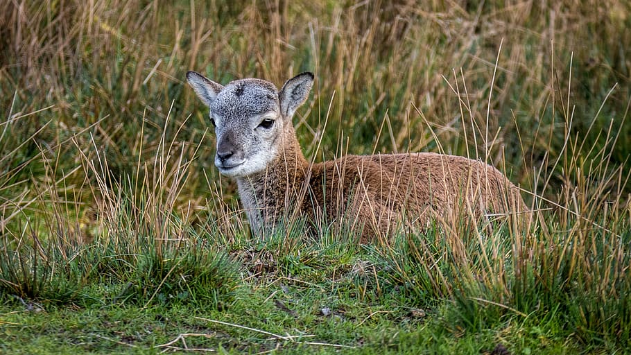 muflon, cub, young, small, animal, cute, rest, mammal, grass HD wallpaper