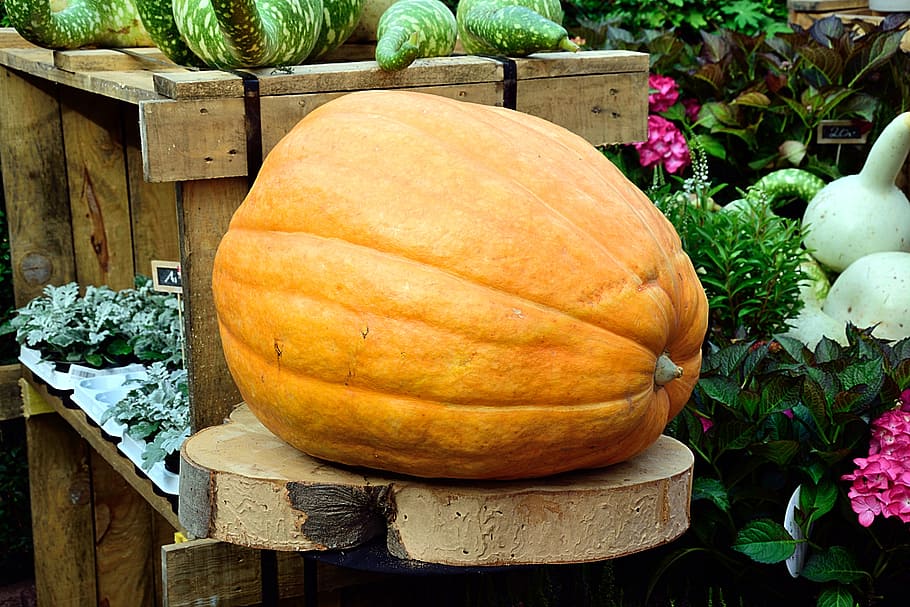 yellow squash on brown wooden rack, pumpkin, large, huge, choice choose HD wallpaper