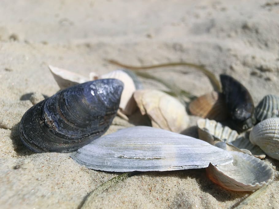 shell, sea, beach, shells, grinding, sand beach, summer, animal HD wallpaper