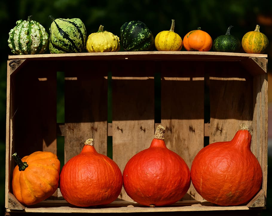 assorted-color vegetable lot, pumpkin, thanksgiving, autumn, orange, HD wallpaper