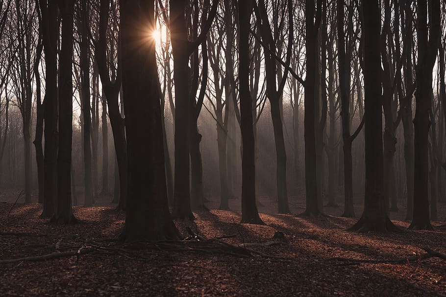 silhouette of trees during golden hour, trees in forest during sunrise HD wallpaper