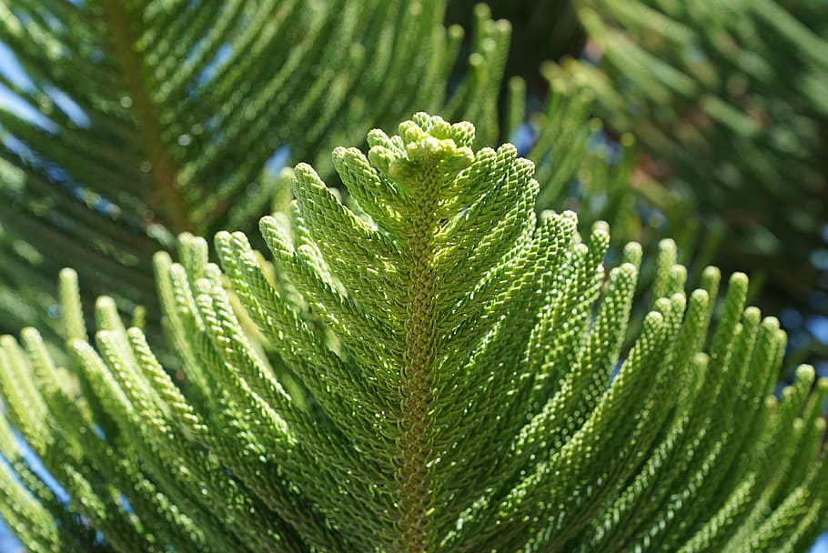tender, needles, nature, botany, park, evergreen, green color HD wallpaper