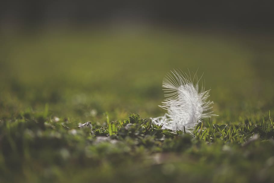 snowflake, macro, canon, light, white, down, to, dandelion HD wallpaper
