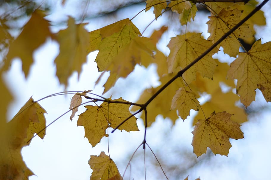leaves, fall, golden, autumn, leaf, change, tree, plant part HD wallpaper