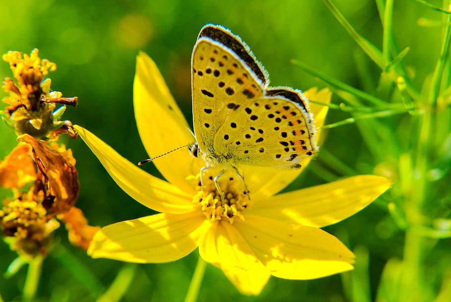 flower, plant, spring, summer, butterfly, wings, flowers, butterflies HD wallpaper