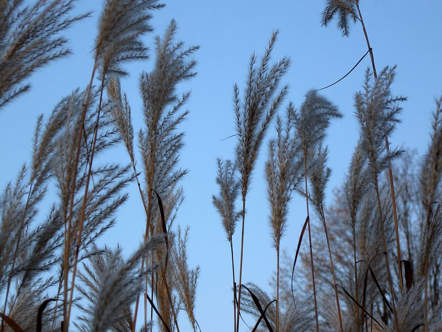 grass, sky, nature, blue, plant, tree, low angle view, growth HD wallpaper